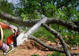 Best Fruit Tree Pruning  in Griffin, GA