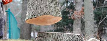 Reliable Griffin, GA Tree Removal Solutions