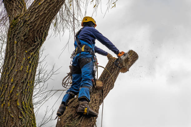 Best Hazardous Tree Removal  in Griffin, GA