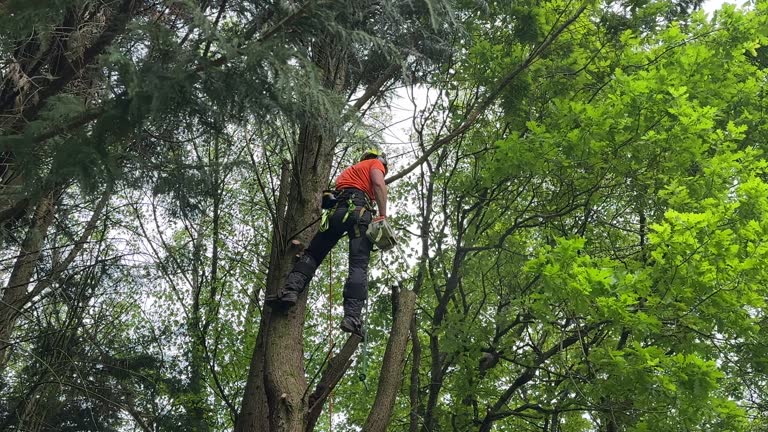 Best Arborist Consultation Services  in Griffin, GA