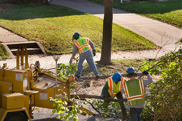 Best Organic Lawn Care Solutions  in Griffin, GA