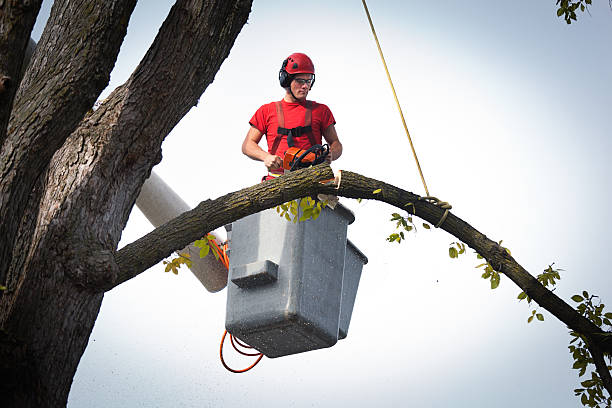 Best Hedge Trimming  in Griffin, GA